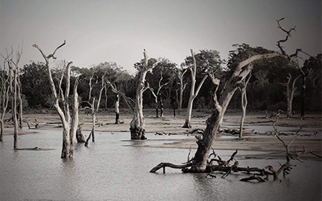 Catastrophic devastation of trees from flood