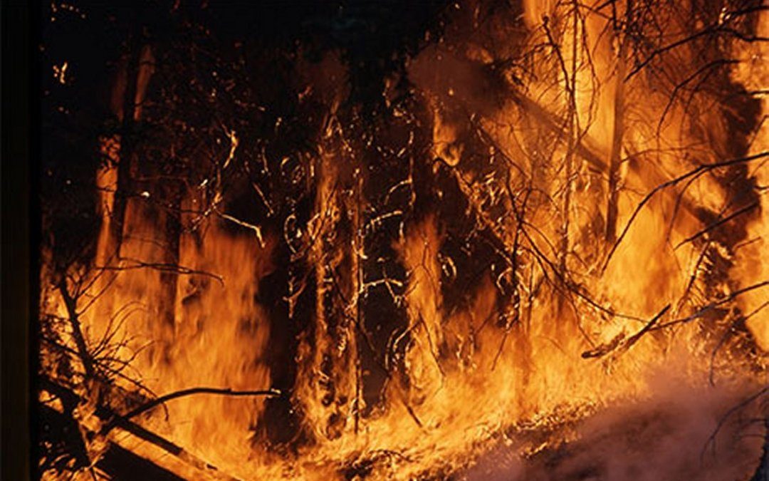 Wildfire flames burning through a devastated forest